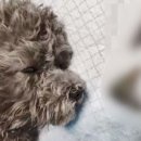 세우리동물병원 이미지