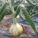 오기농장 이미지