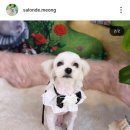 살롱드 멍 이미지