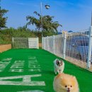 BE애견용품 펫노트