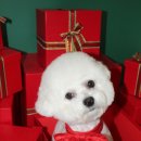 프리제(frise) 이미지