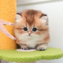 광주강아지분양 고양이분양 미유펫 본점 이미지