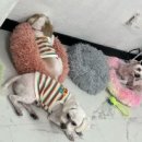 멍머니 2호점 이미지