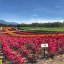 연아상점 | 삿포로 겨울 여행 추천 - 비에이·후라노 원데이 투어 리얼 후기