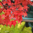 단풍나무 이미지