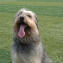 경산의 삽살개육종연구소 이미지