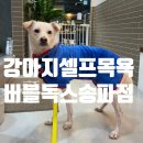 버블독스송파