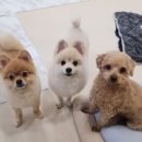 도그랭 강아지놀이방 이미지