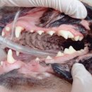 베스트 프렌즈 동물병원 이미지