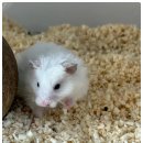 햄스터 라운지 이미지