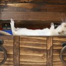 오션시티동물병원 이미지