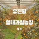 바나나 | 제주 열대과일농장 유진팡 바나나따기 동물 먹이주기내돈내산 후기