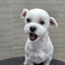 댕댕그루밍 이미지