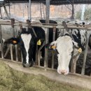 태영목장 이미지