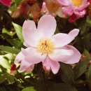 peony