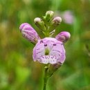 멜로디언 이미지