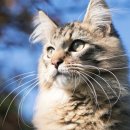 위즈동물메디컬센터 이미지