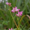 칡캐는오미자농부 이미지