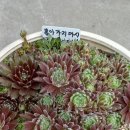 유풍약국 Daum카페