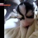 사교농장 이미지