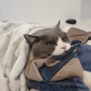 동물치과병원메이 이미지