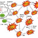 Re:Re:Protein oxidation and peroxidation 이미지