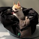 샤인아이안과동물병원 이미지