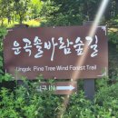 솔바람사이길 이미지