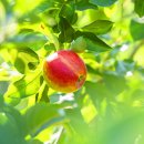 덕현농장 이미지