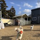 호야별 애견유치원 이미지