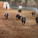 성우축사 이미지