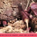 평창흰구름산촌마을 이미지