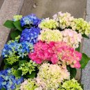 꽃집 릴리안 이미지