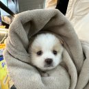 파크동물의료센터 이미지