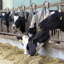 정동목장 이미지