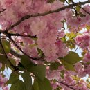 중화요리 마루 이미지