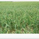 초야농장 이미지