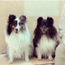 스타덤 펫살롱 이미지