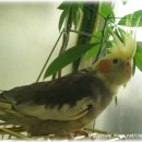 우리집코코 이미지