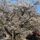 심검당 | 순천 선암사 매화 아름다운 선암매 홍매화 보물 찾아오세요