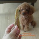 안단테펫
