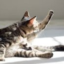 온 그루밍 이미지