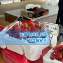 이영돈딸기 이미지