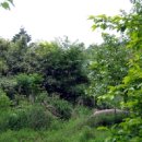 로뎀나무 이미지