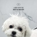 샴푸하는강아지 네이버블로그