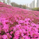 철쭉동산 티스토리
