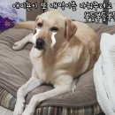 마루세끼 네이버블로그