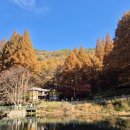 장태산휴양림 | 대전 여행 :: 장태산 자연휴양림 단풍 후기 (25년 11월14일 )