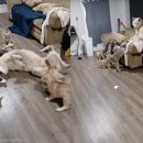 (주)마코펫 이미지