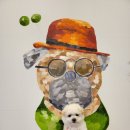 제주 애견 아가야 이미지